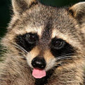 What to Look for When You Need a Professional for Raccoon Removal in Columbus, OH