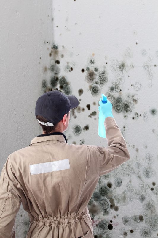 Mold Damage Restoration In Colorado Springs Can Return A Home Back To Normal