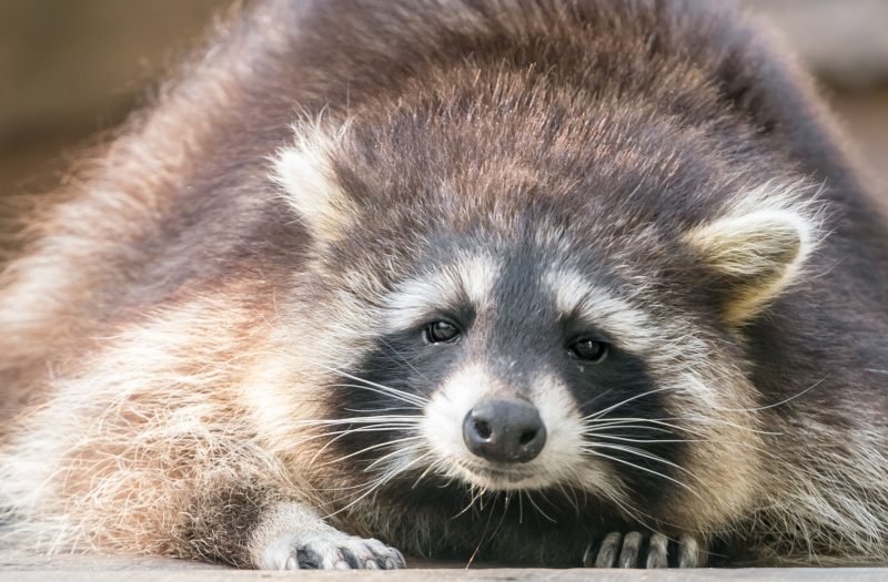 Signs You May Need Raccoon Removal In Columbus OH