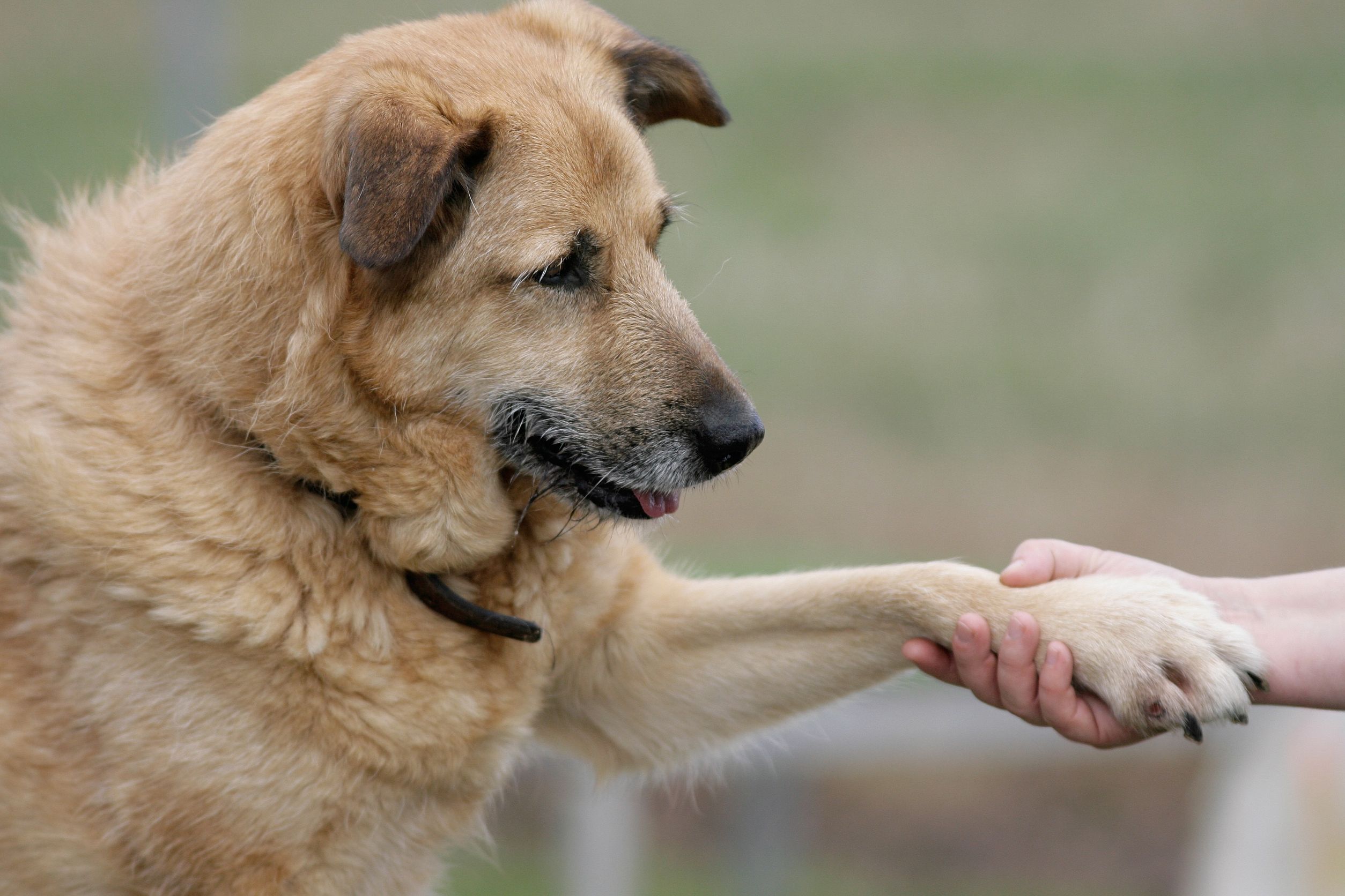 Enhancing Harmony at Home: The Importance of Pet Training in Troy, OH