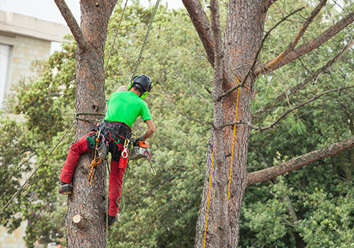 Choosing the Best Forestry Mulcher Near Coeur d’Alene, ID