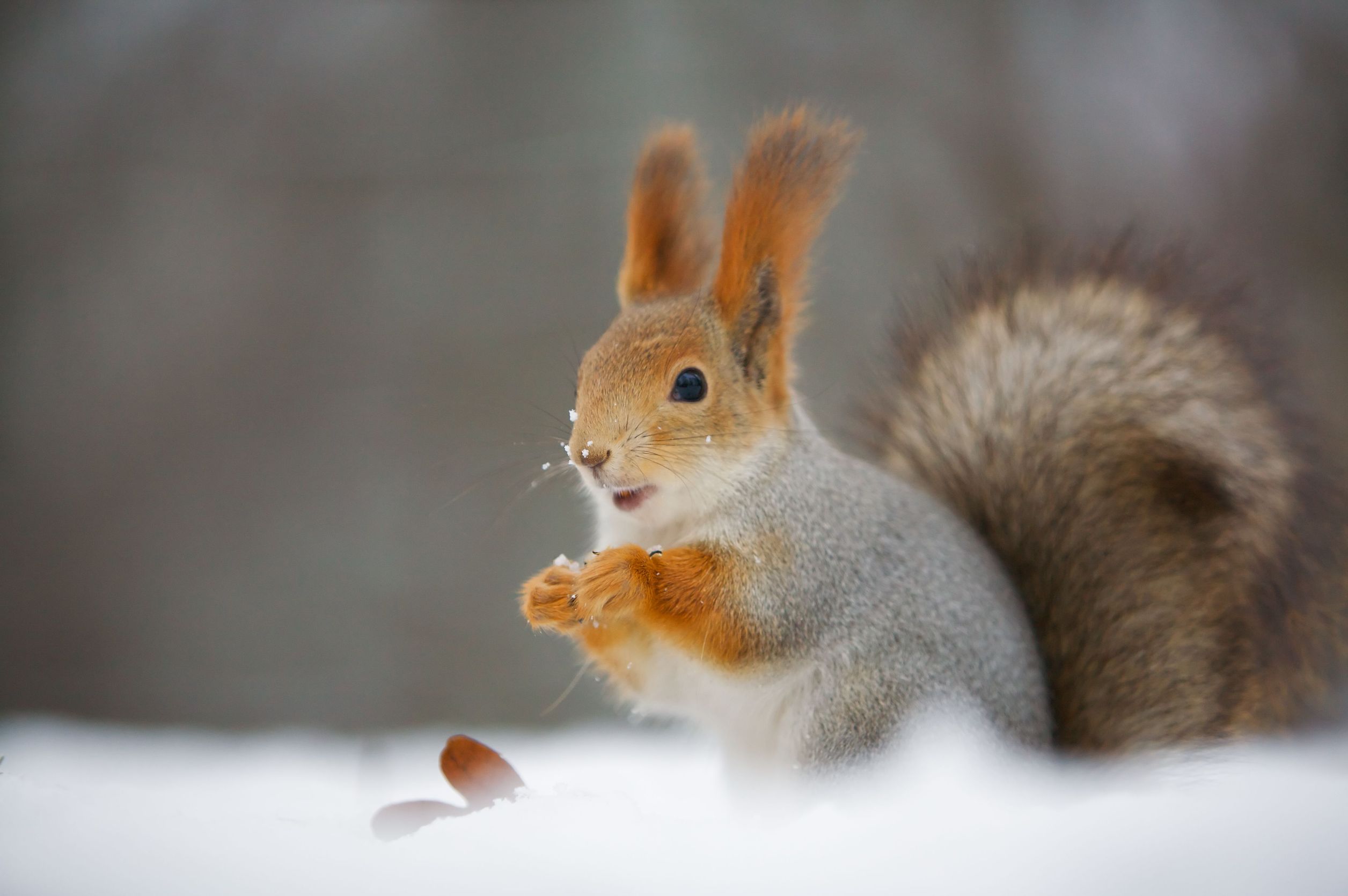 Learn How To Perform A Safe And Humane Squirrel Removal In Reynoldsburg