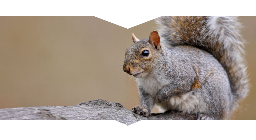 Eliminate Your Persistent Pest Problems With Squirrel Removal in Westerville, OH