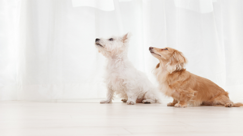 Why Your Pet Deserves the Best Veterinary Services in Los Angeles, CA