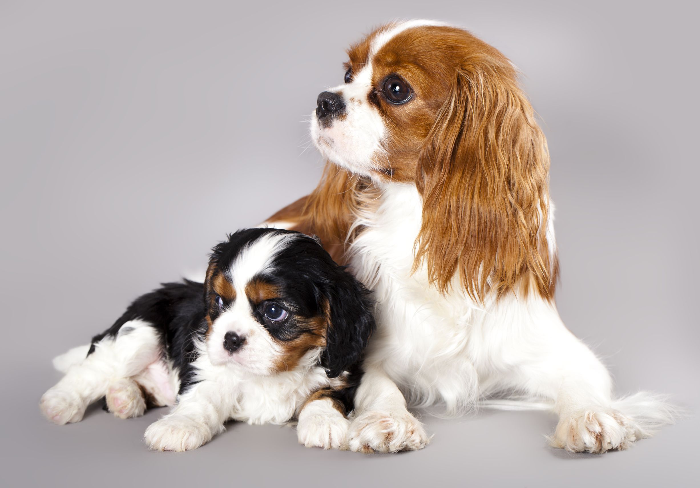 What to Look for at Dog Boarding Facilities in Denver