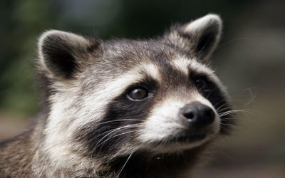 Effective Solutions for Raccoon Removal in St. Louis, MO.