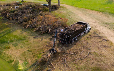 Professional Tree Removal Service in Atlanta, GA: Ensuring Visual Appeal and Safety